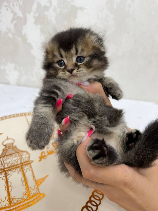 Продаются котята