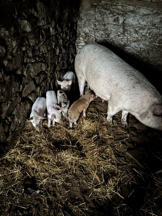 Продавам прасета