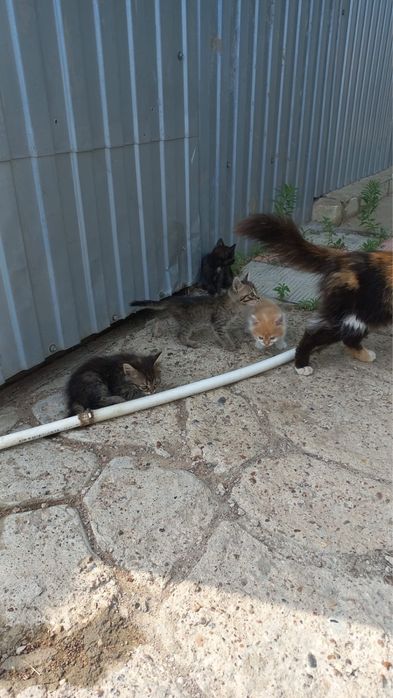 Котята даром.