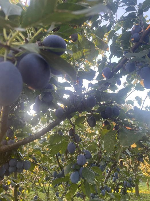Prune pt consum si tuica