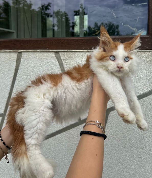Pisica maine coon