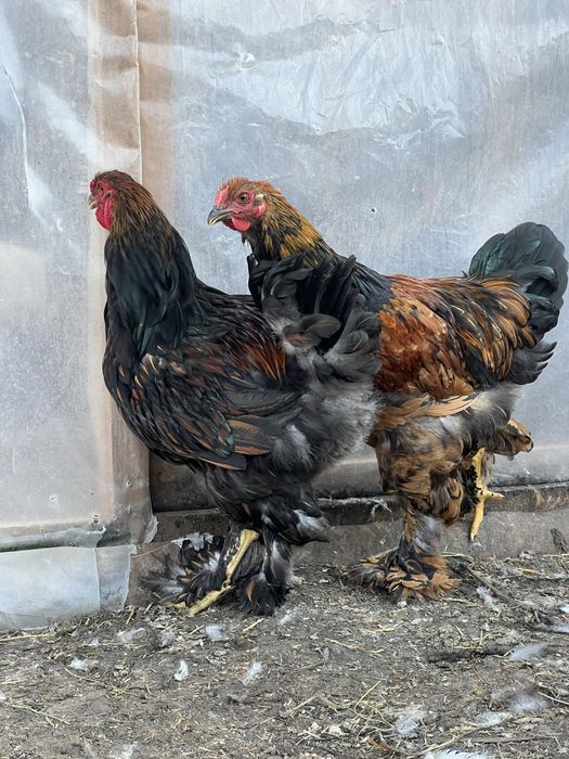 Cocosi brahma gold