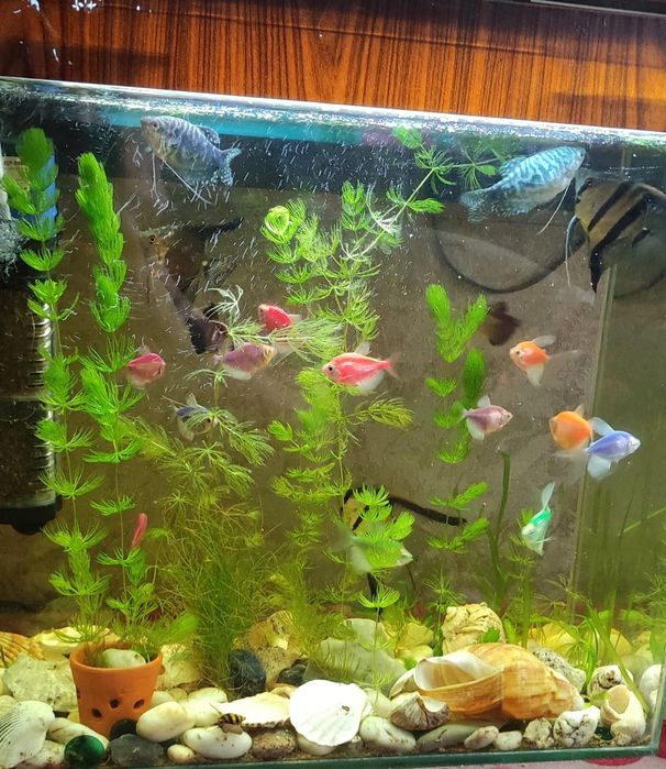 Продам аквариум с рыбками