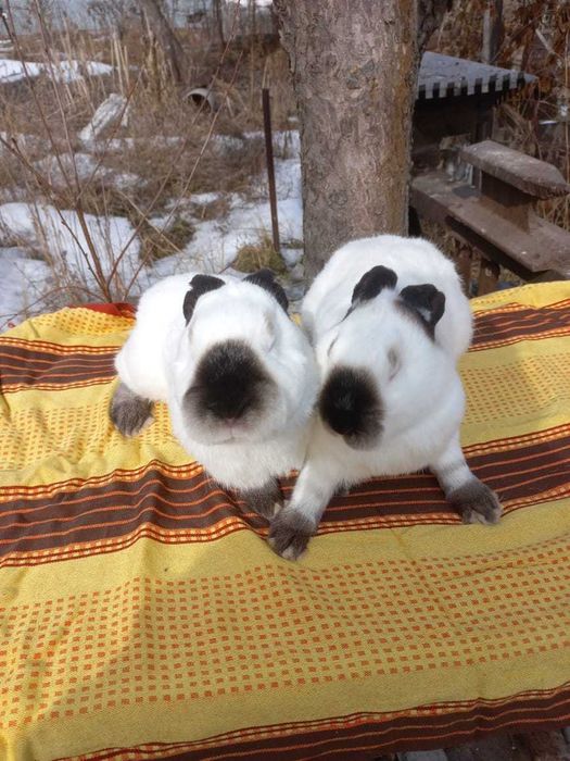 Кролики мясной породы