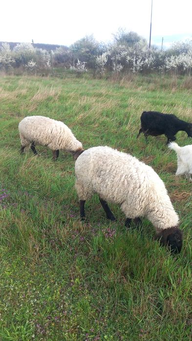 Vand 2 oi de carabas si un tap varsta 1 an