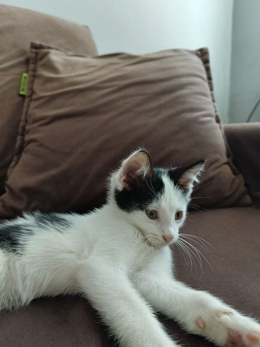 Котята бесплатно