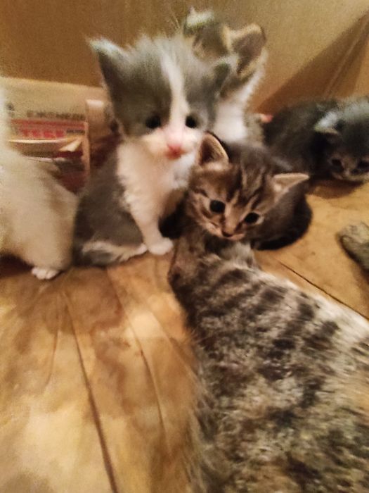 Отдадим котят,от домашней кошки