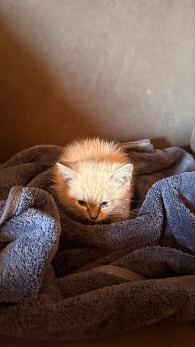 Отдам котенка даром
