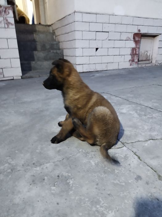 Продам малинуа бельгийский овчарка