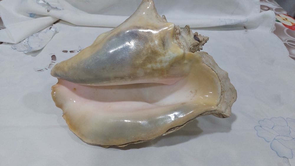 Ракушка, настоящая, кубинская