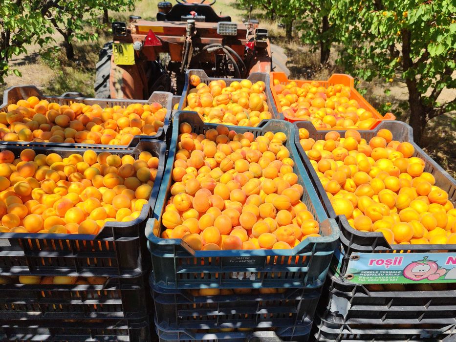 Caise Tasnad 10 lei/kg str Ștefan cel Mare nr 84P,foarte dulci si aromate(peste drum de Unitatea Militara) 0742679909