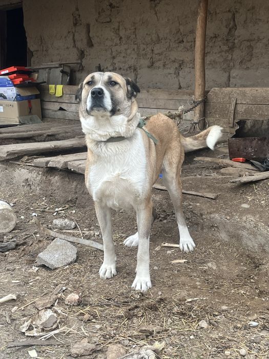 Сабака Алабай Төбет Ит Қаншық