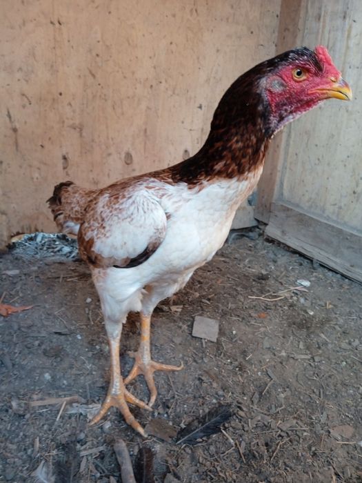 Продам дакан курицу