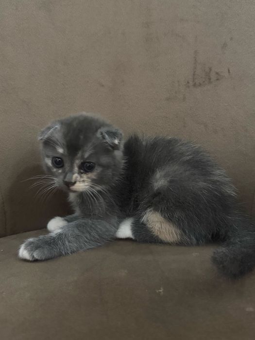 Вислоухий котёнок