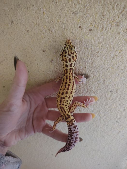 Ручные эублефары — просты в уходе