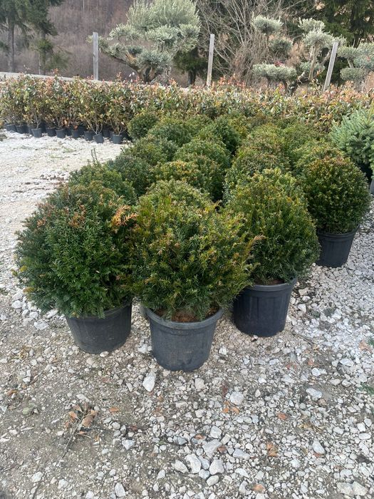 Plante ornamentale tuia leylandii smarald mesteacan