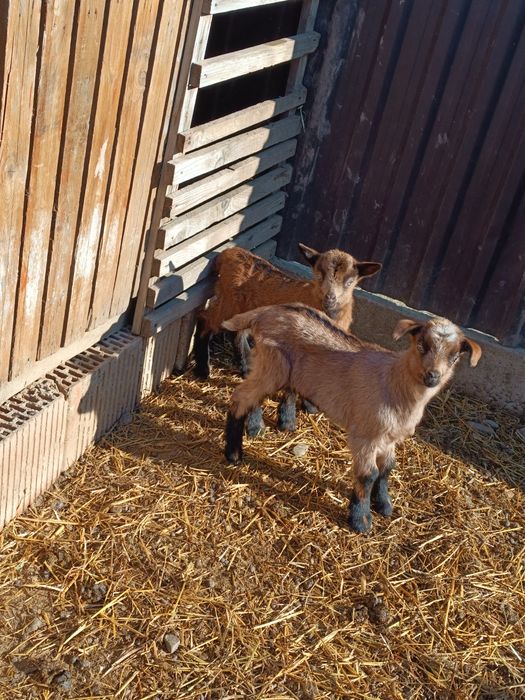 Ieduțe alpin francez