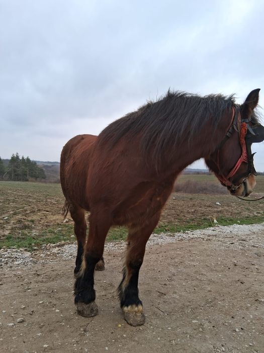 Cal de vânzare șarg