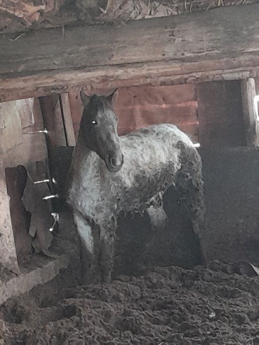 Семіз бие сатылады