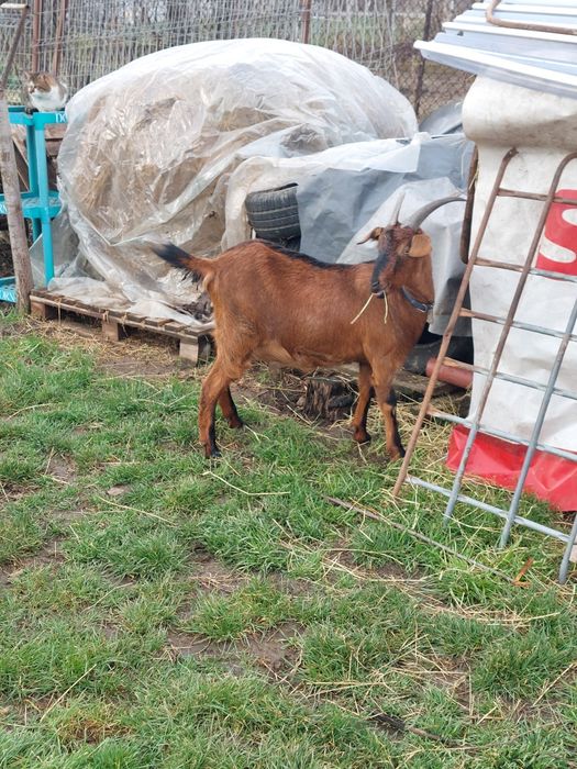 Vand 1capră  metis de alpina cu angolo nubiana.