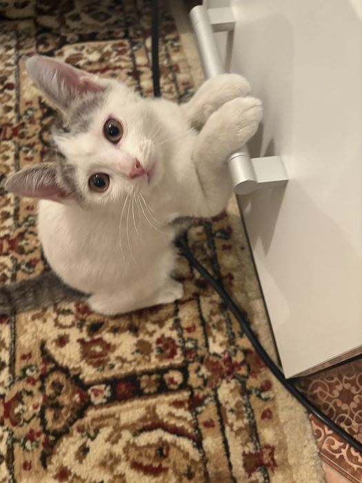 Кошки 3 месяц,кошки 3 месяц