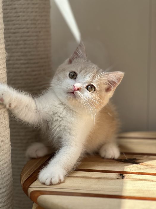Британский короткошерстный