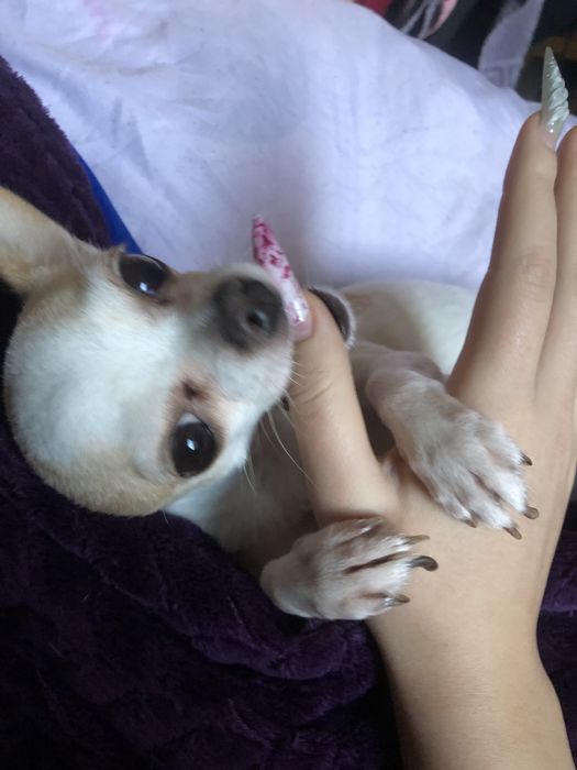 Мини чихуахуа, девочка 4 года