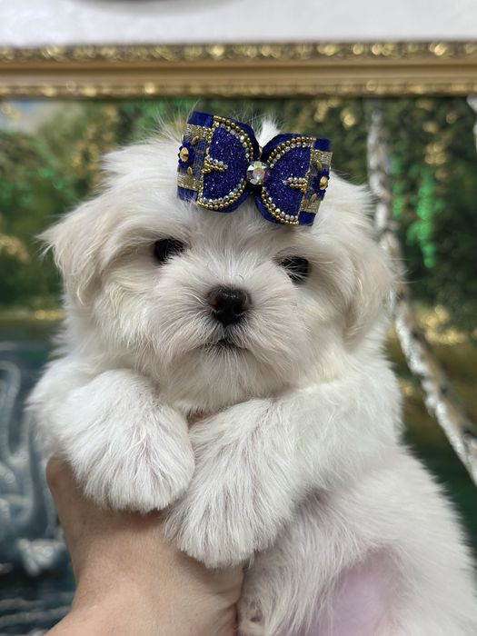 Супер малыши мальтезе