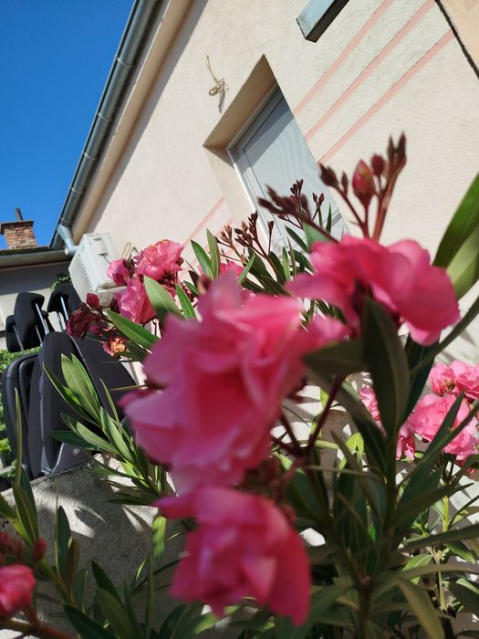 Зокум / Олеандър