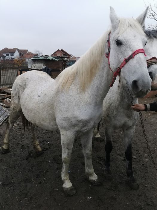 de vanzare iapa si manza