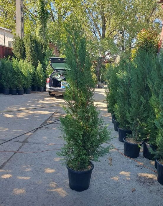 Leylandy cupressocyparis (tuia leylandii)
La o calitate superioara pre