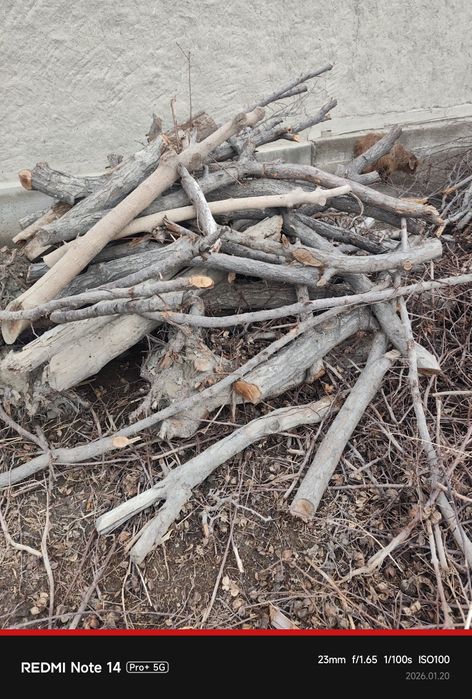 Oʻtin yogʻoch.. ..