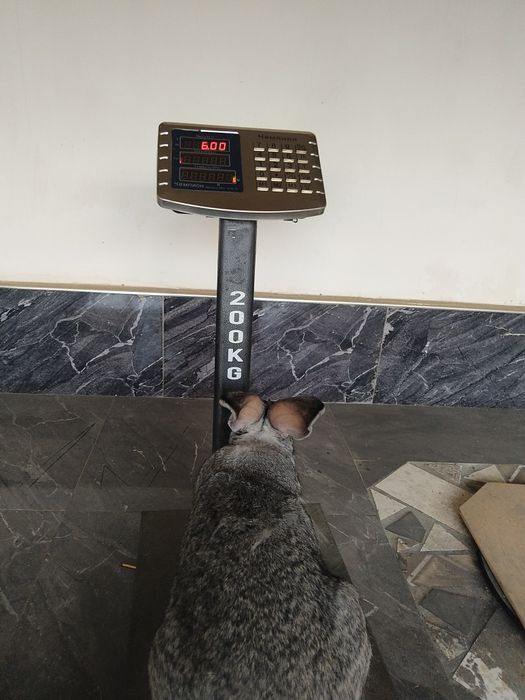 Quyon bolalari sotiladi