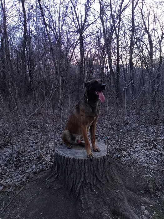 Дрессировка  собак