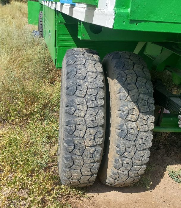 Пасика пчелоповелион