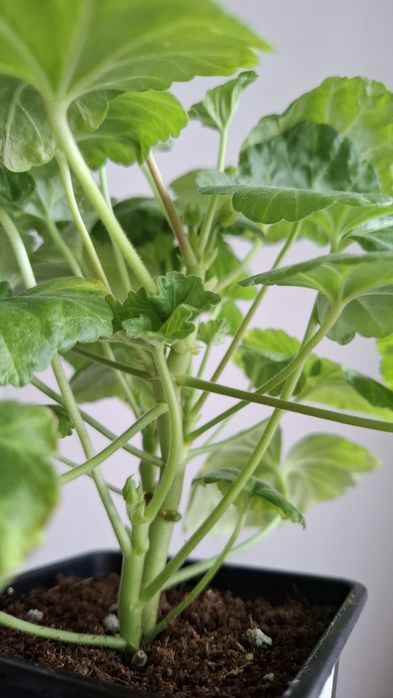 Молодая сортовая герань