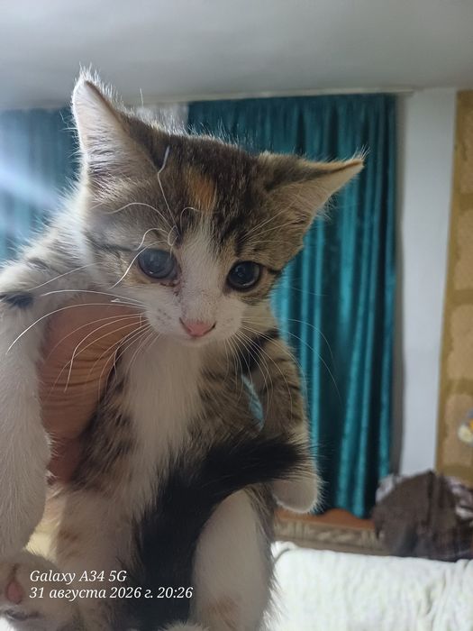 котенок отдам  к лотку приучин