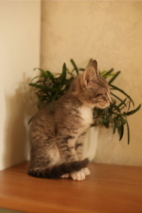 Котенок в добрые руки