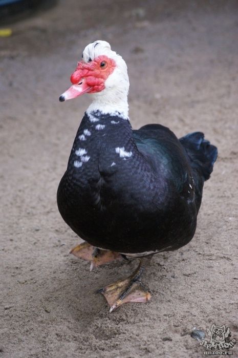 Индоутки мускусные утки