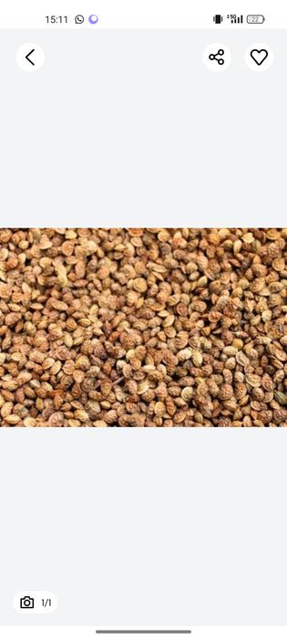 Житняк суданка эспарцет люцерна бидай арпа