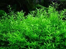 Микрантенимум малоцветковый