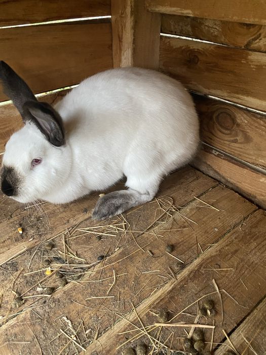 Vând iepuri californieni