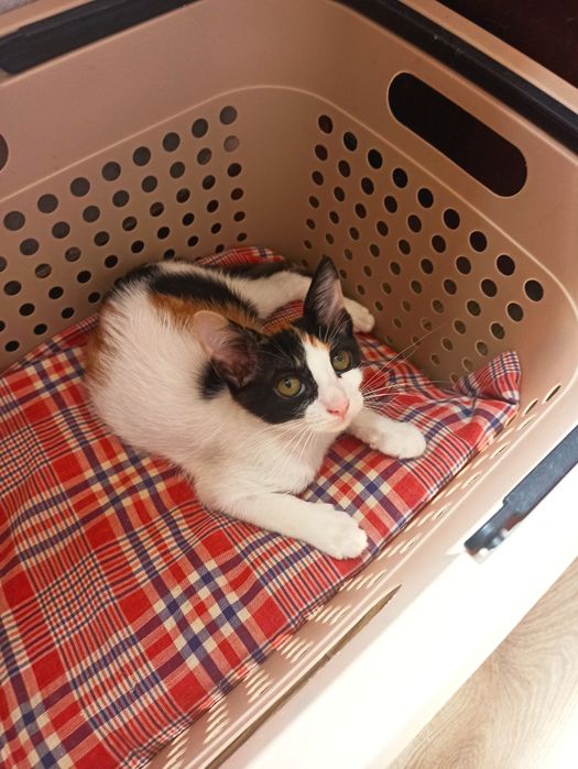 Котета търсят дом