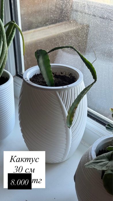 Продам домашние цветы