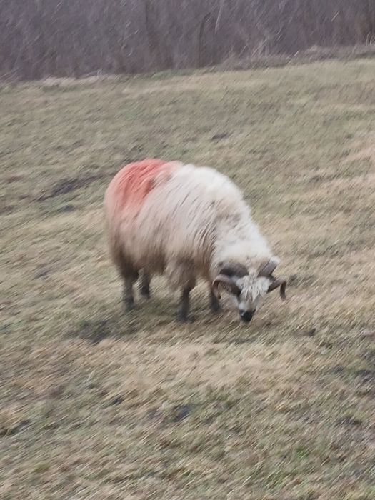 Vind berbec sau schimb pe 2 noatini