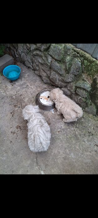 Cățeluși bishon maltez talie mică