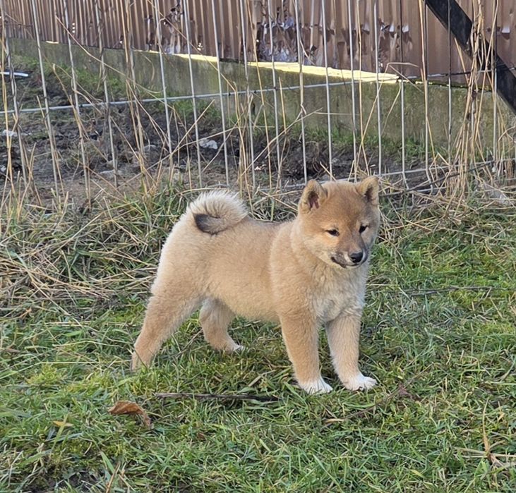 Vand mascul Shiba Inu