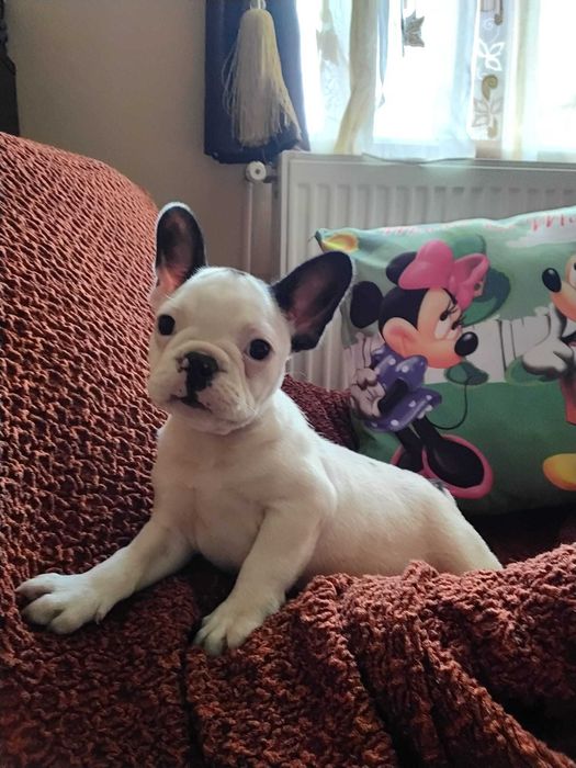 Bulldog francez mascul