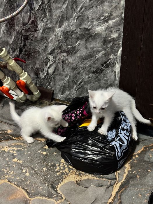 Отдам бесплатно котят