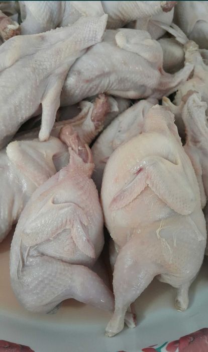 Перепелка бөдене